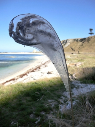 kaikoura (20)